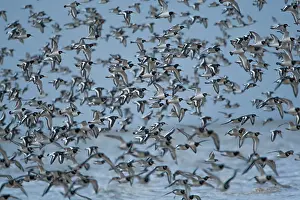 Oystercatchers: Oystercatcher flock in flight over the sea