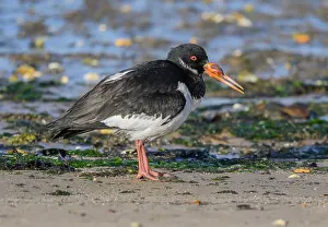 Haematopus: Oystercatcher, Haematopus ostralegus, with damag
