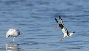 Haematopus: Oystercatcher, Haematopus ostralegus, in flight