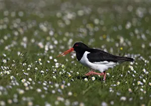 Haematopus: Oystercatcher ( Haematopus ostralegus) with a prey