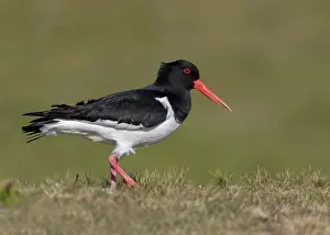 Haematopus: Oystercatcher (Haematopus ostralegus) standing in