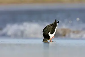 Pull: Oystercatcher - With head and bill buried deep