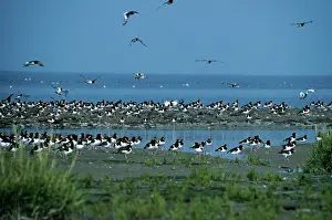 Oystercatchers: Oystercatcher - At high tide