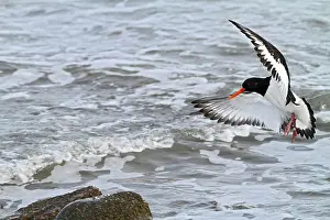 Haematopus: Oystercatcher - landing on rock