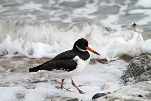 Haematopus: Oystercatcher - looking for food