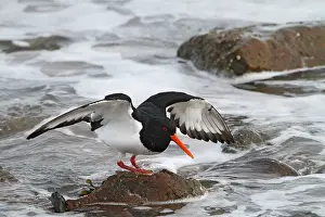 Haematopus: Oystercatcher - looking for food