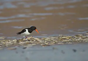 Oystercatcher: Oystercatcher - looking for food among razor-shells