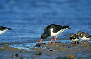 Mussel: Oystercatcher - With mussel