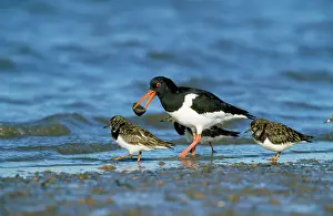 Mussel: OYSTERCATCHER - with mussel in beak