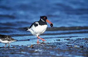 Oystercatcher: OYSTERCATCHER - with mussel in beak