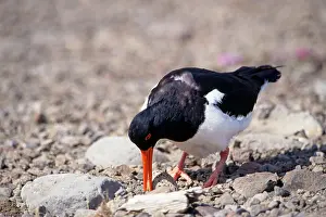Turning: Oystercatcher - at nest with egg