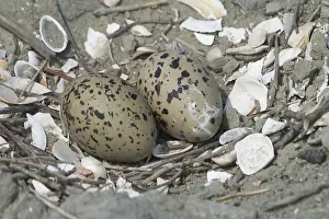 Oystercatchers: Oystercatcher nest and eggs