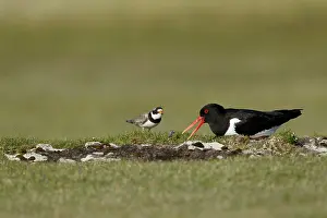 Hiaticula: Oystercatcher - on nest warning approaching Ringed