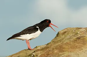 Oystercatcher: Oystercatcher - bill open calling - on rock