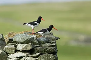 Croft: Oystercatcher - pair on abandoned croft