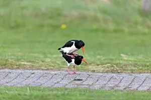 Oystercatchers: Oystercatcher - pair mating Island of Texel, Holland