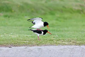 Oystercatchers: Oystercatcher - pair mating Island of Texel, Holland