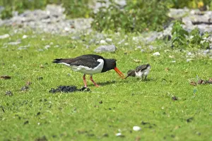 Earthworms: Oystercatcher - parent feeding chick with worm