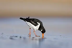 Probing: Oystercatcher - Probing and digging deep into sand