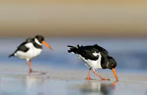 Probing: Oystercatcher - Probing into sand with its long