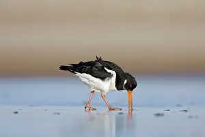 Probing: Oystercatcher - Probing into the sand for a worm