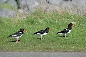 Oystercatchers: Oystercatcher - three resting on meadow Island of