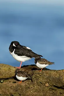 Oystercatchers: Oystercatcher - resting with Turnstones in early