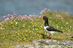 Oystercatchers: Oystercatcher - on rock