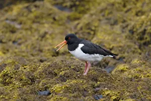 Haematopus: Oystercatcher - on seawedd at low tide Haematopus