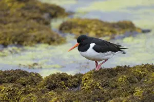 Haematopus: Oystercatcher - on seawedd at low tide Haematopus