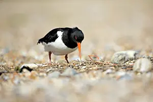 Oystercatchers: Oystercatcher at shingle nest Norfolk, UK