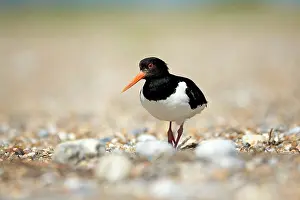 Oystercatchers: Oystercatcher at shingle nest Norfolk, UK