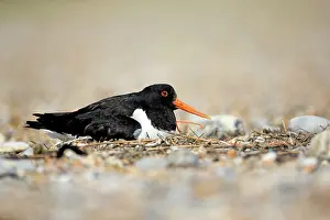 Oystercatchers: Oystercatcher at shingle nest sitting on eggs Norfolk, UK