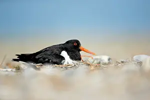 Oystercatchers: Oystercatcher at shingle nest sitting on eggs Norfolk, UK
