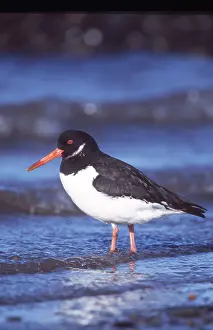 Oystercatcher: OYSTERCATCHER - on shore