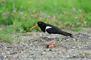 Sneaking: Oystercatcher - sneaking away from nest