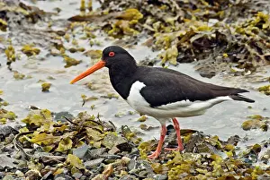 Oystercatchers: Oystercatcher - Standing on pebbles and seaweed