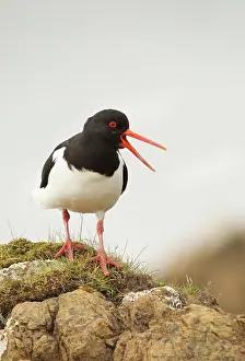 Oystercatchers: Oystercatcher - standing on top of rocks and calling