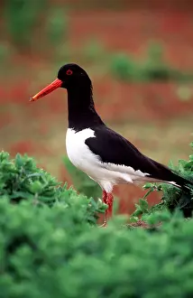 Oystercatcher: OYSTERCATCHER - side view