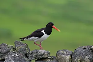 Oystercatchers: Oystercatcher walking and calling on stone wall Scotland