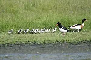 Shelducks: Oystercatcher - watching Shelduck (Tadorna tadorna)