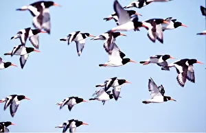 Oystercatcher: OYSTERCATCHERS - flock in flight