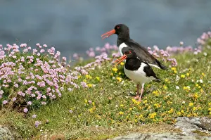 Oystercatchers: Oystercatchers - pair calling from amongst flowers