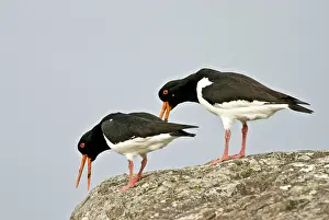 Oystercatchers: Oystercatchers - On rock displaying