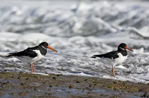 Oystercatchers: Oystercatchers - on rocks with incoming tide behind