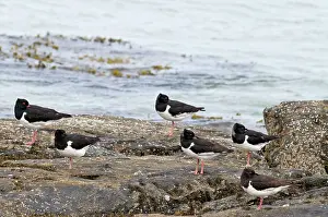 Oystercatchers: Oystercatchers - roosting on rocks with sea behind