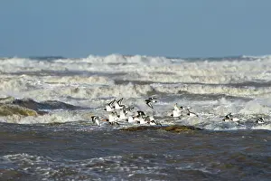 Jake Stephen: Oystercatchers small flock in flight in front