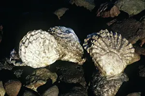 Shells: OYSTERS