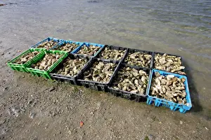 Crates: Oysters - in boxes / crates. Kergo harbour, near
