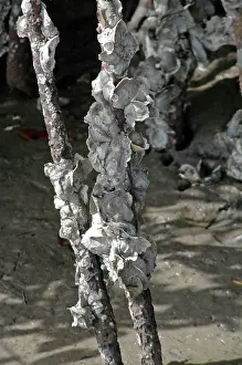 Carribean: Oysters encrusting the roots of mangroves